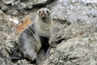 NZ fur seal ID 102015.jpg